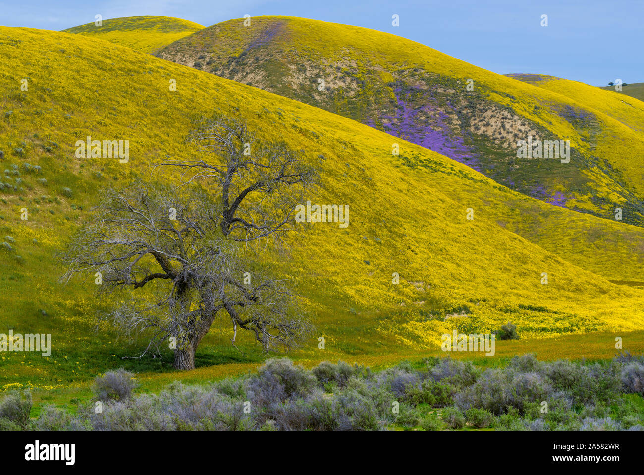 Landschaft mit sanften Hügeln und gelbe Wildblumen, Temblor, Carrizo Plain National Monument, Kalifornien, USA Stockfoto