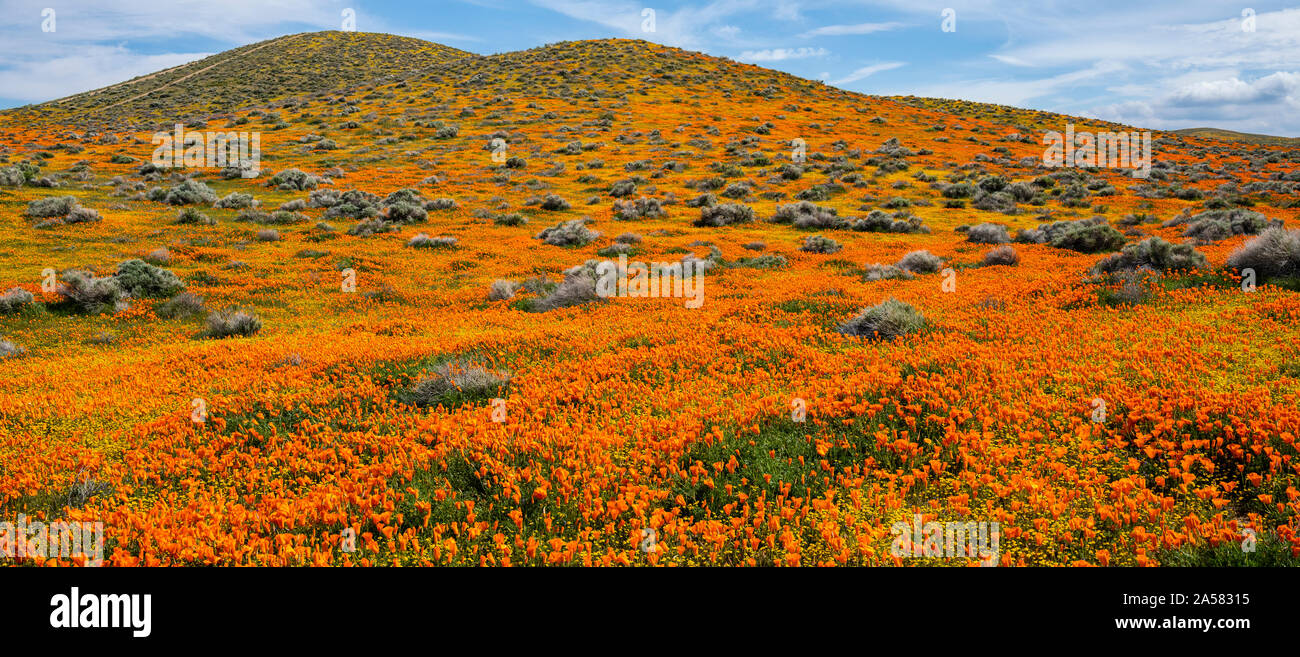 Landschaft mit sanften Hügeln und blühenden orange California Poppies (Eschscholzia californica), Antelope Butte, Antelope Valley California Poppy finden, Kalifornien, USA Stockfoto
