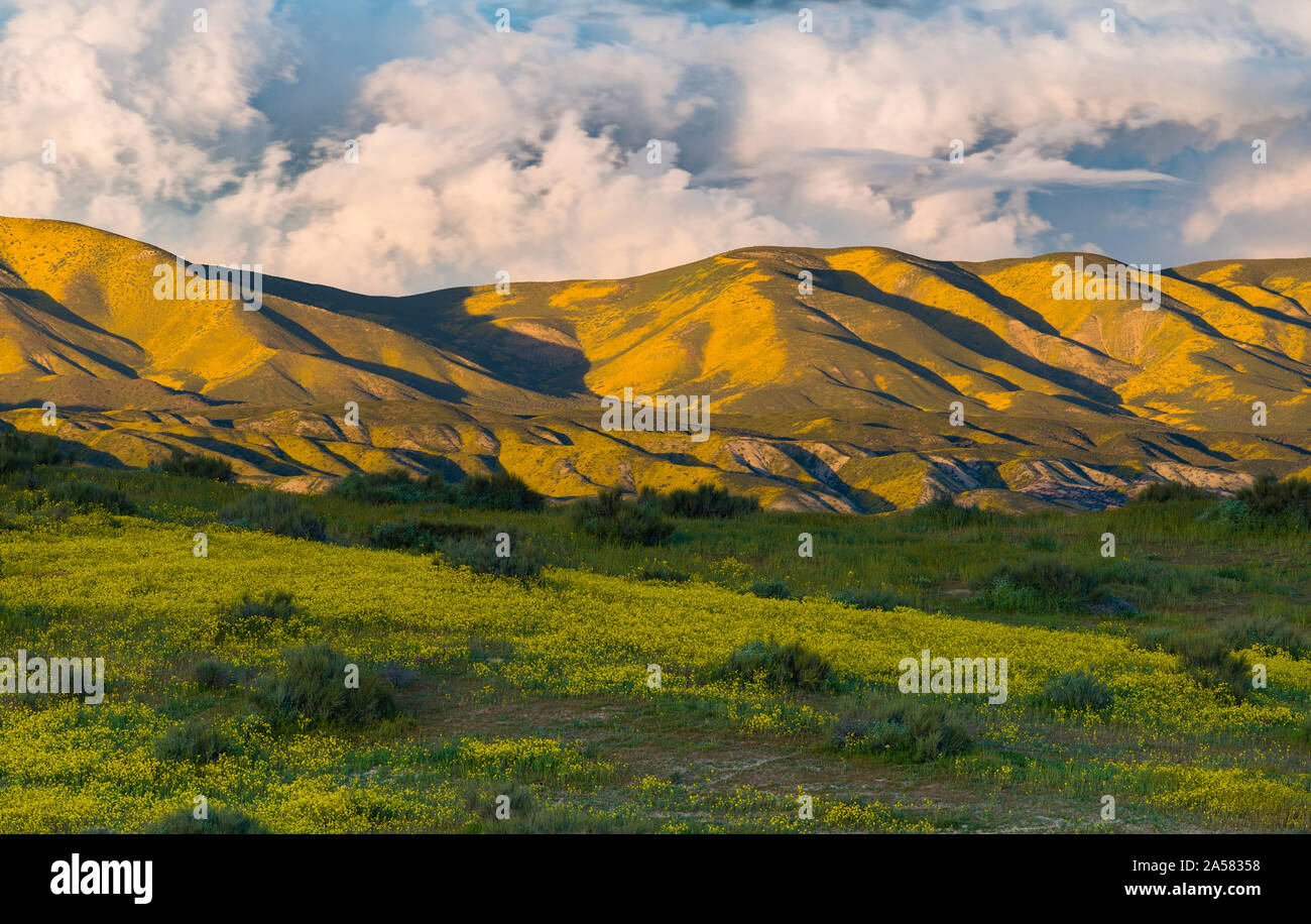 Landschaft mit sanften Hügeln und blühenden Wildblumen, Caliente, Carrizo Plain National Monument, Kalifornien, USA Stockfoto
