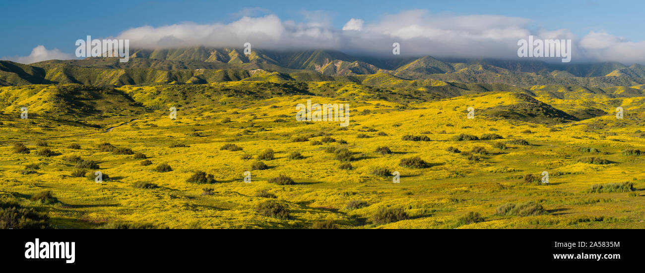 Landschaft mit sanften Hügeln und blühenden gelben Wildblumen, Caliente, Carrizo Plain National Monument, Kalifornien, USA Stockfoto