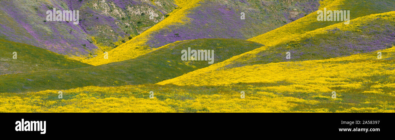 Landschaft mit sanften Hügeln und gelbe Wildblumen, Carrizo Plain National Monument, Kalifornien, USA Stockfoto