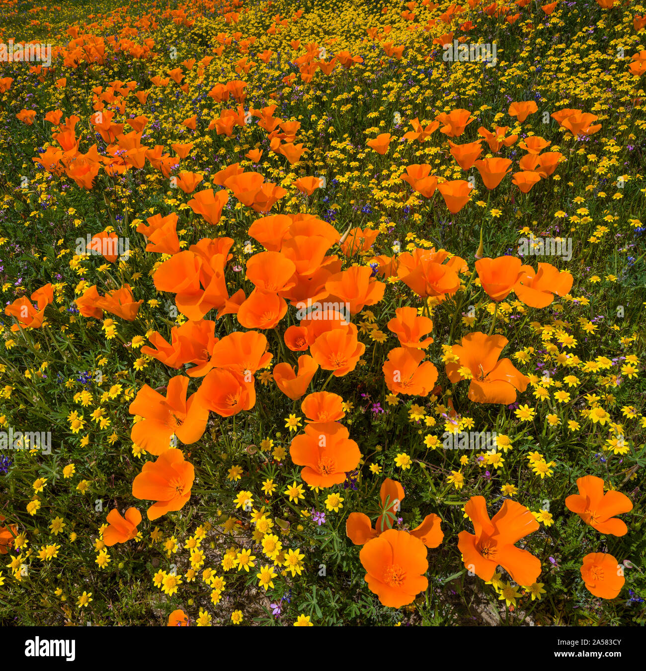 Gelbe Kalifornien Goldfields (Lasthenia californica) und orange California Poppies (Eschscholzia californica) in der Wiese, Antelope Butte, Antelope Valley California Poppy finden, Kalifornien, USA Stockfoto