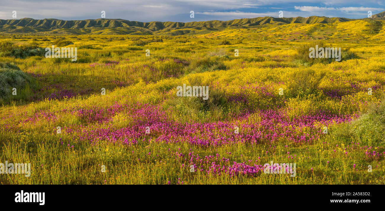 Landschaft mit Hügeln von Caliente Reichweite und gelbe Wildblumen, Carrizo Plain National Monument, Kalifornien, USA Stockfoto
