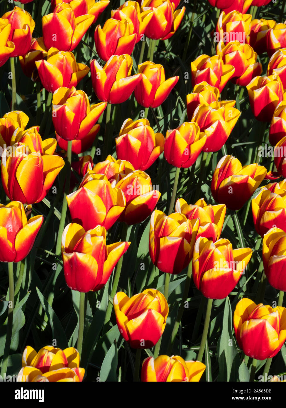 Gelbe und rote Tulpe Blumenbeet, Keukenhof Lisse, Südholland, Niederlande Stockfoto