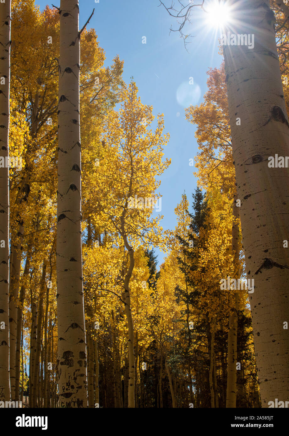 Sonnenschein durch Bäume im Herbst Stockfoto