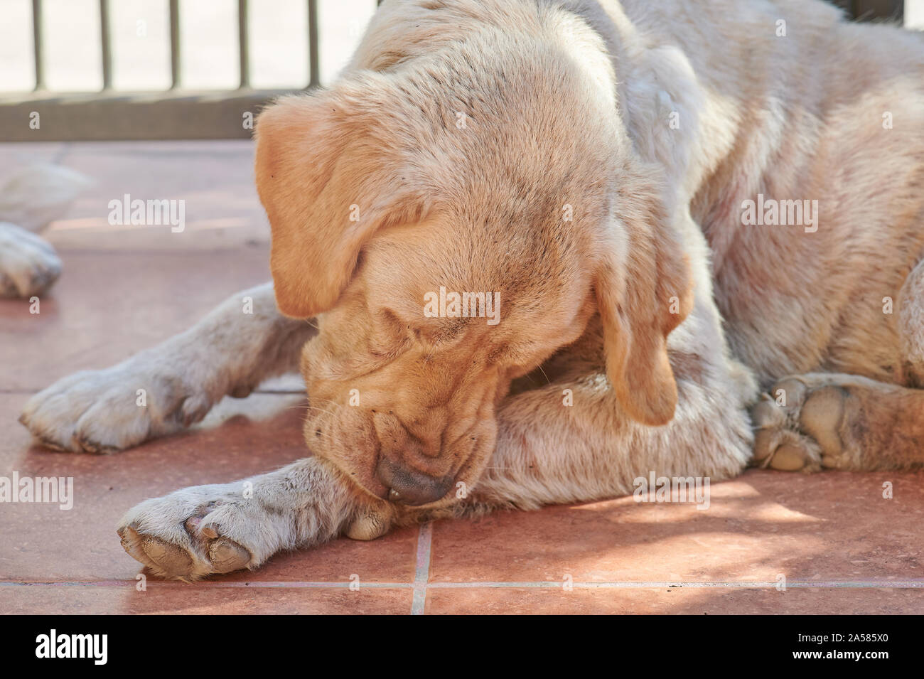 Hund Reinigung seine Pfote Ansicht schließen. Hund mit Bugs Stockfoto