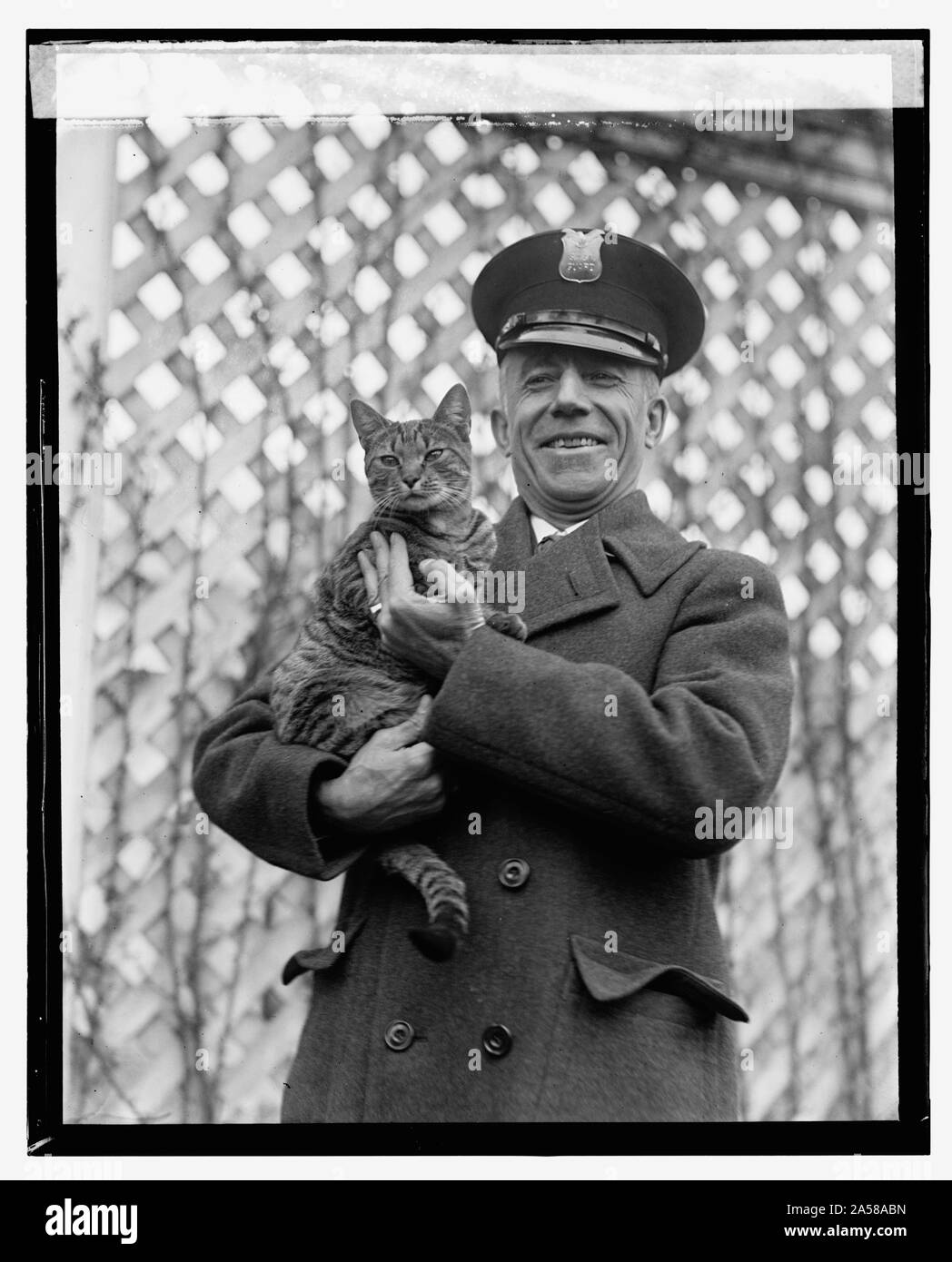 Tyger, White House cat Stockfoto