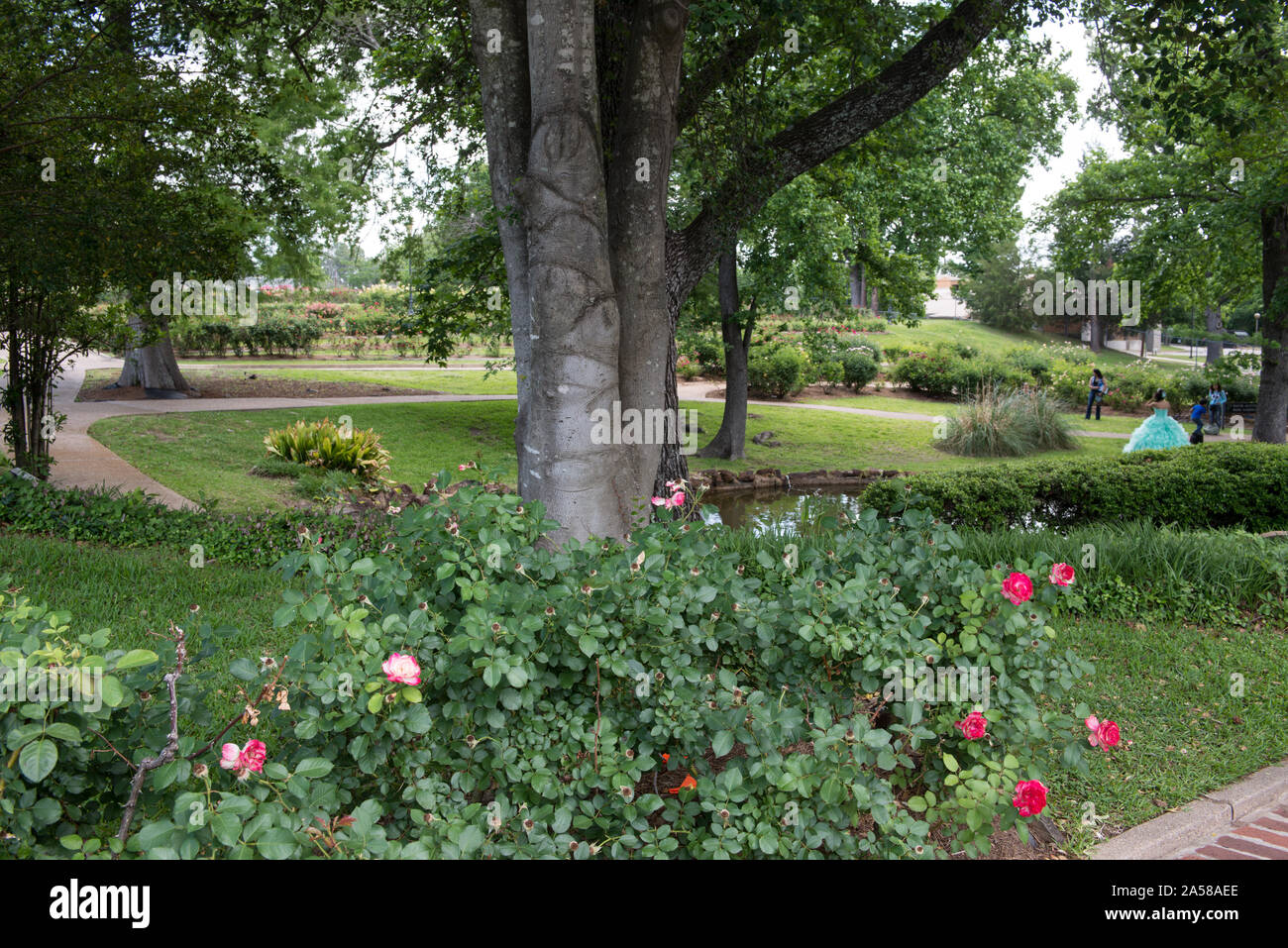 Tyler Rose Festival am Städtischen Rosengarten, Tyler, Texas Stockfoto