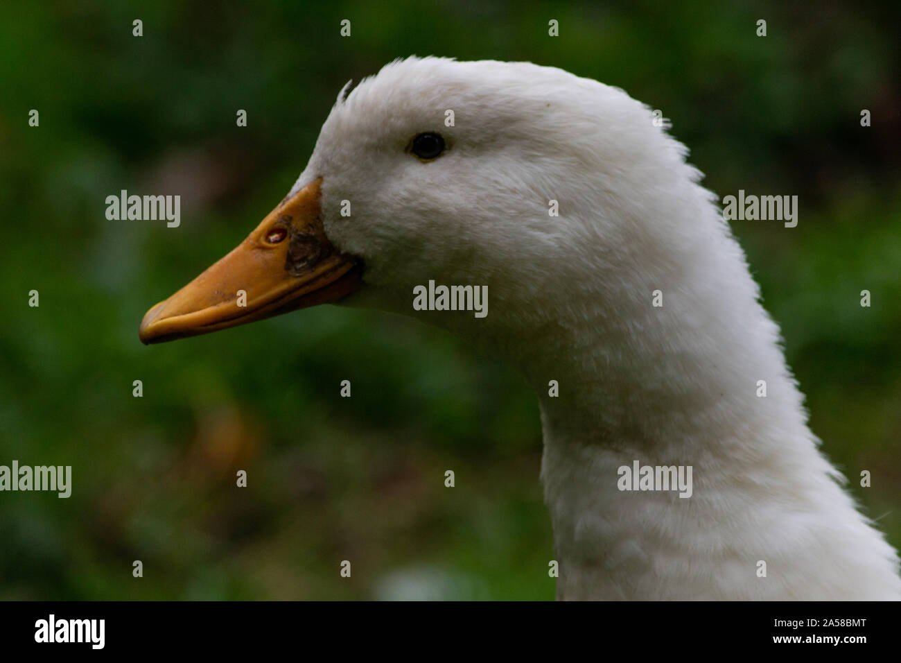 Ein Porträt von einem weißen Peking Ente Stockfoto