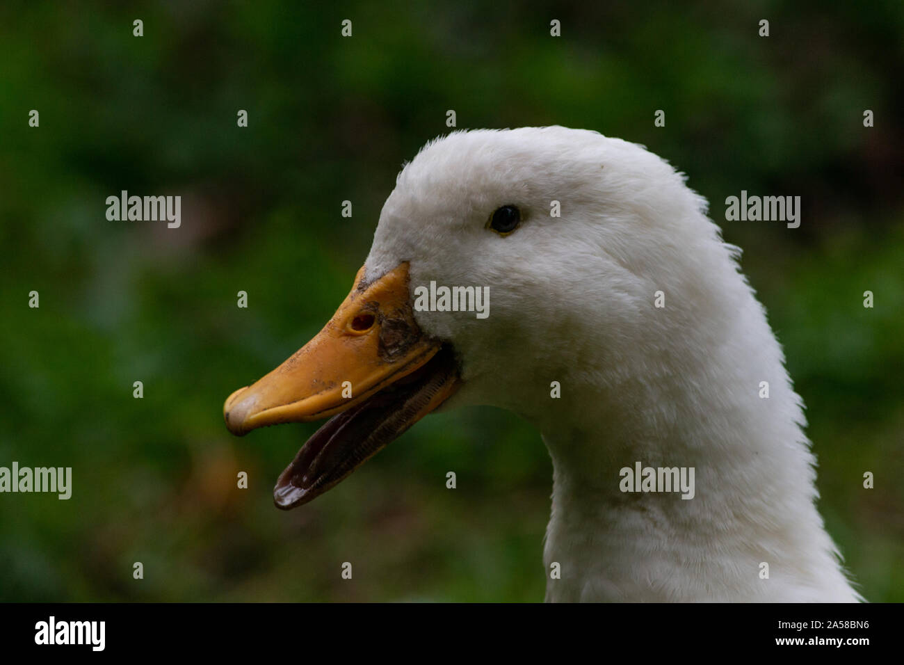 Eine weiße Ente mit offenen Wechsel Stockfoto