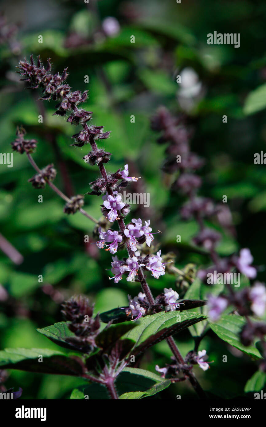 (Strauchbasilikum Ocimum kilimandscharicum x Basilicum) Stockfoto