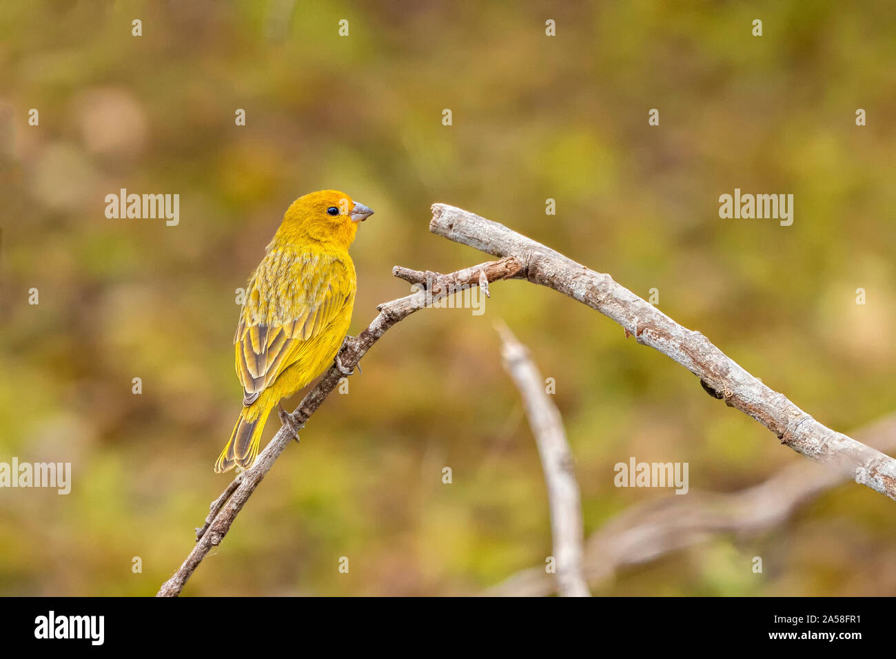 Safran Finch auf Barsch Stockfoto