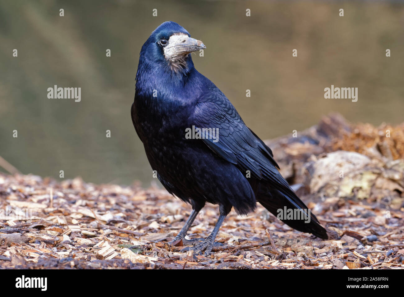 Saatkrähe - Corvus frugilegus Corvid mit blauen Schimmer Stockfoto