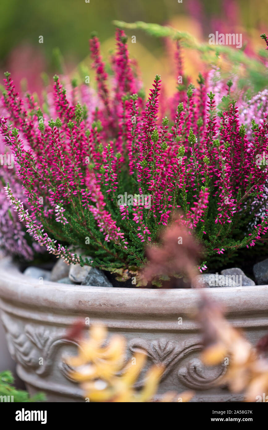 Gemeinsame Heather, Calluna vulgaris, Blumentopf, Herbst im Garten, selektiver Fokus und flachen DOF Stockfoto