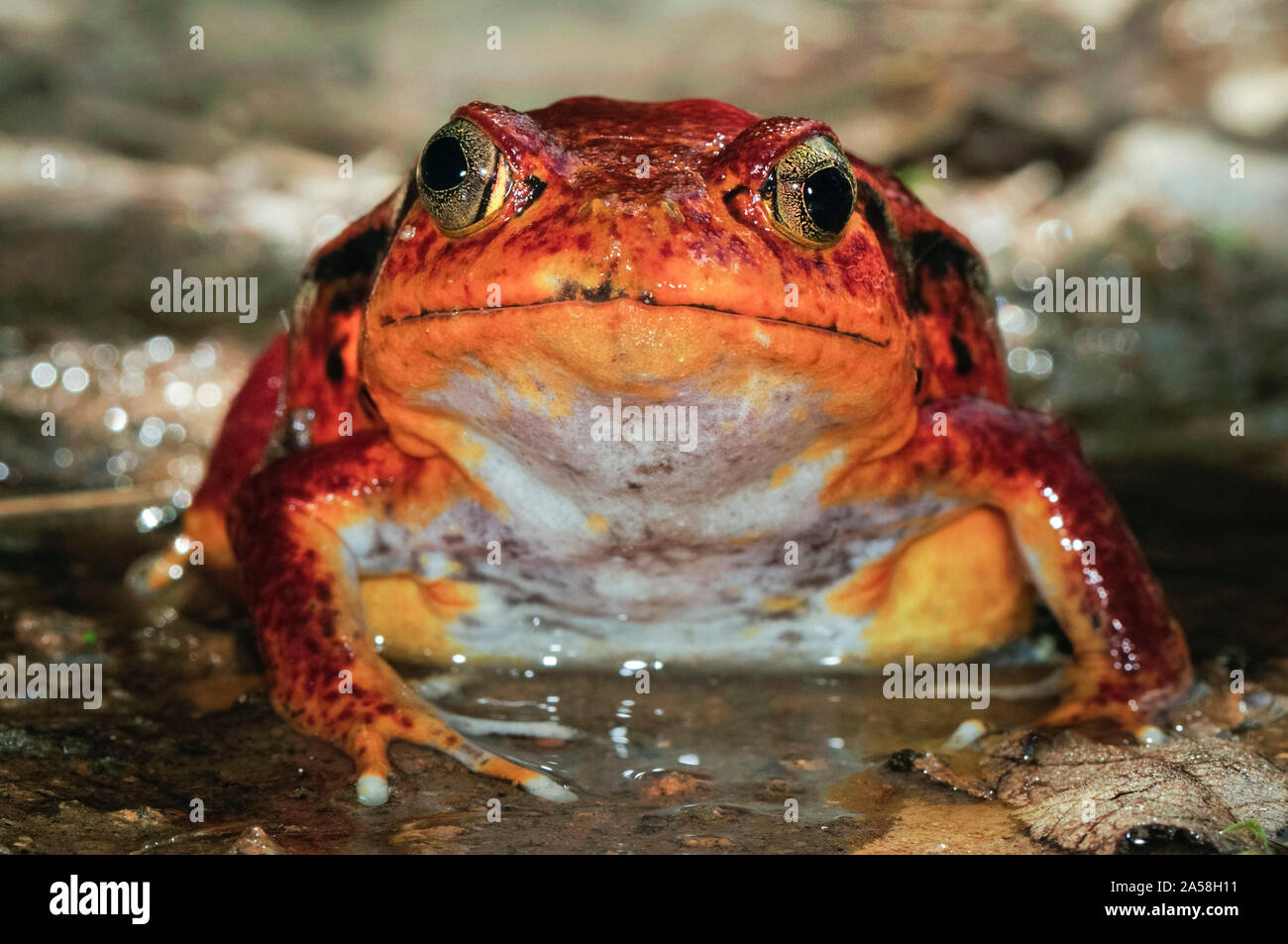 Madagaskar tomate Frosch, Dyscophus antongilii, endemisch auf Madagaskar  Sambava, Madagaskar Stockfotografie - Alamy