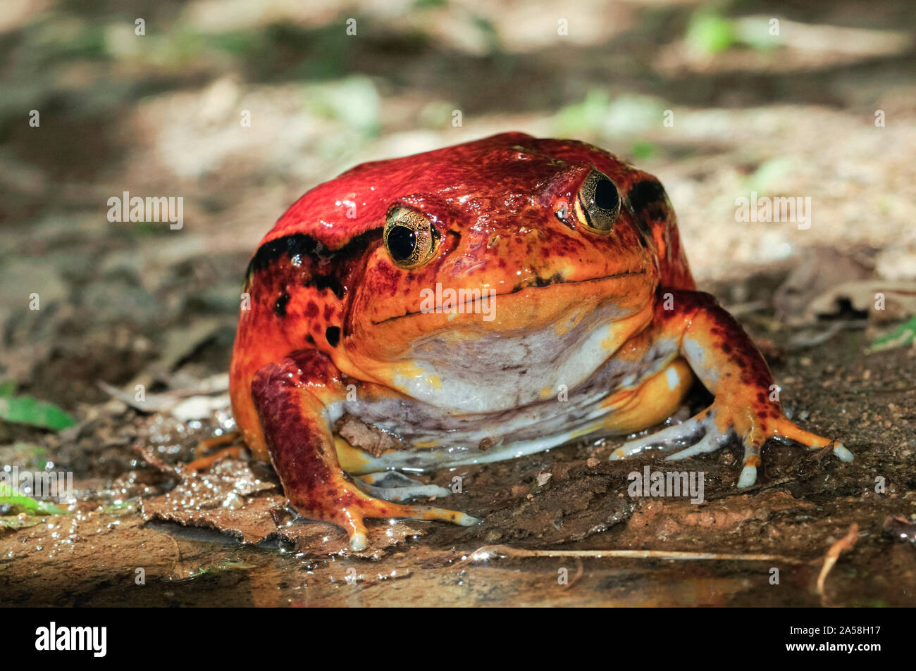 Madagaskar tomate Frosch, Dyscophus antongilii, endemisch auf Madagaskar Sambava, Madagaskar Stockfoto