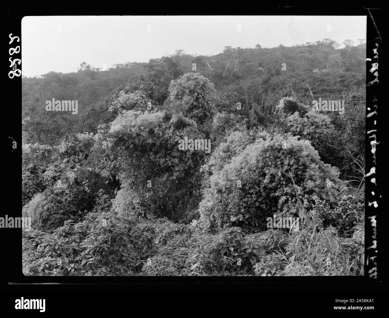 Uganda. Von Hoima nach Fort Portal. Wald Eingeschneit im Rahmen von White Blossom von Knoten - Unkraut Stockfoto