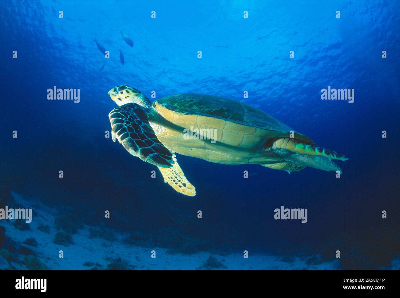 Ägypten. Das rote Meer. Tierwelt. Reptilien. Echte Karettschildkröte. Stockfoto
