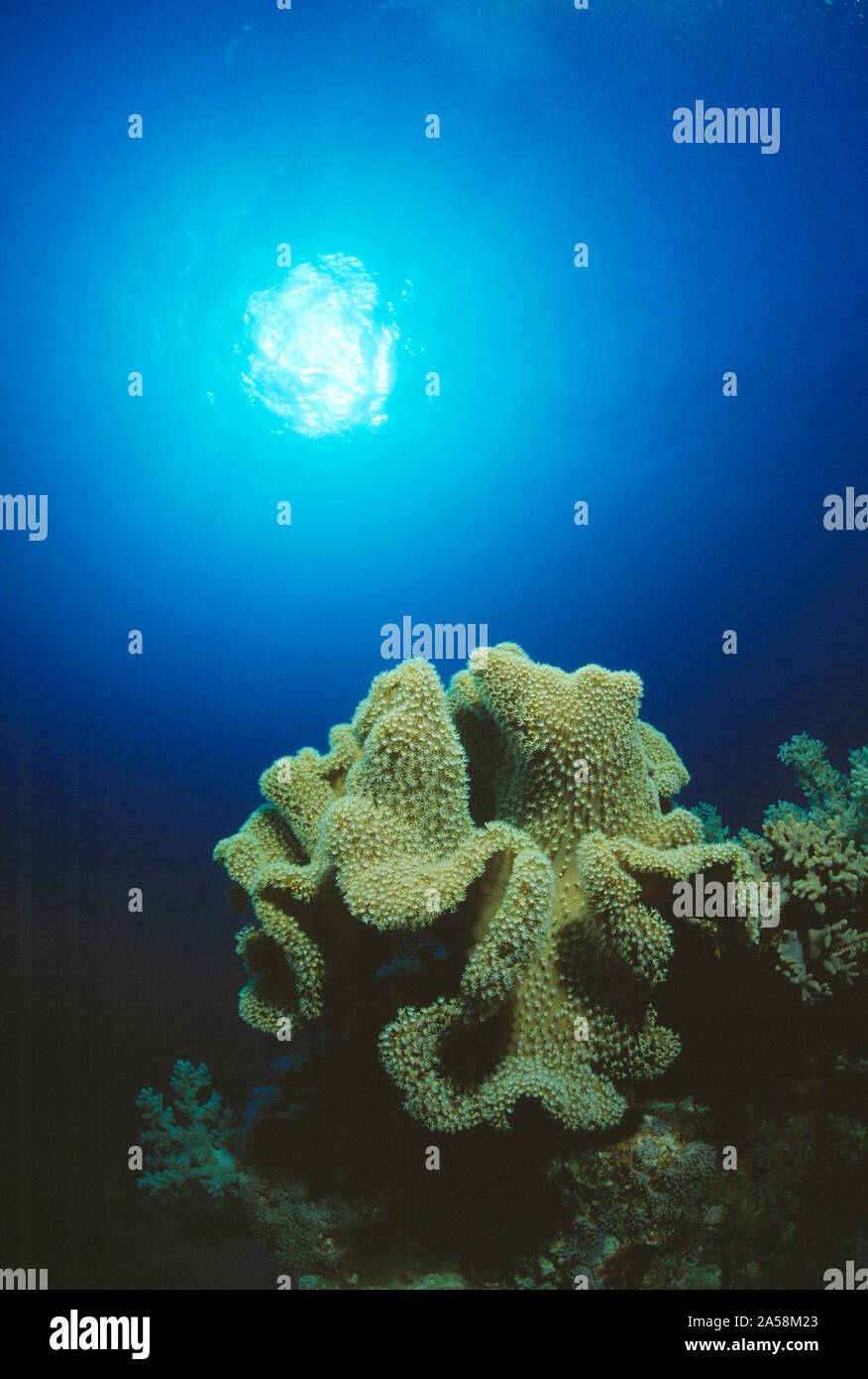 Ägypten. Das rote Meer. Tierwelt. Elephant Ear Leder Korallen. Stockfoto