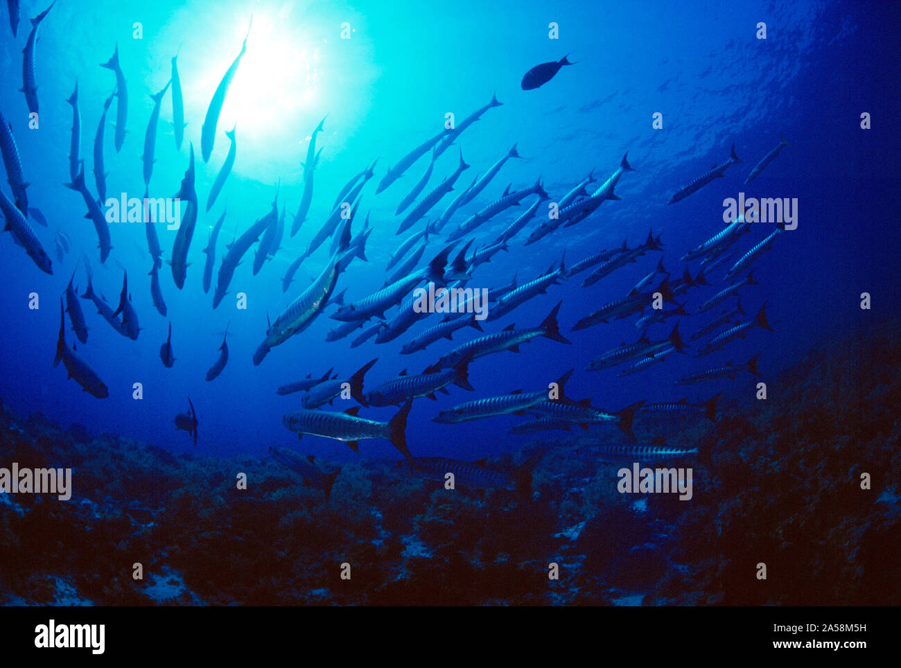 Ägypten. Das rote Meer. Tierwelt. Fische. Gen Himmel Blick auf Schwarm von Barracuda. Stockfoto