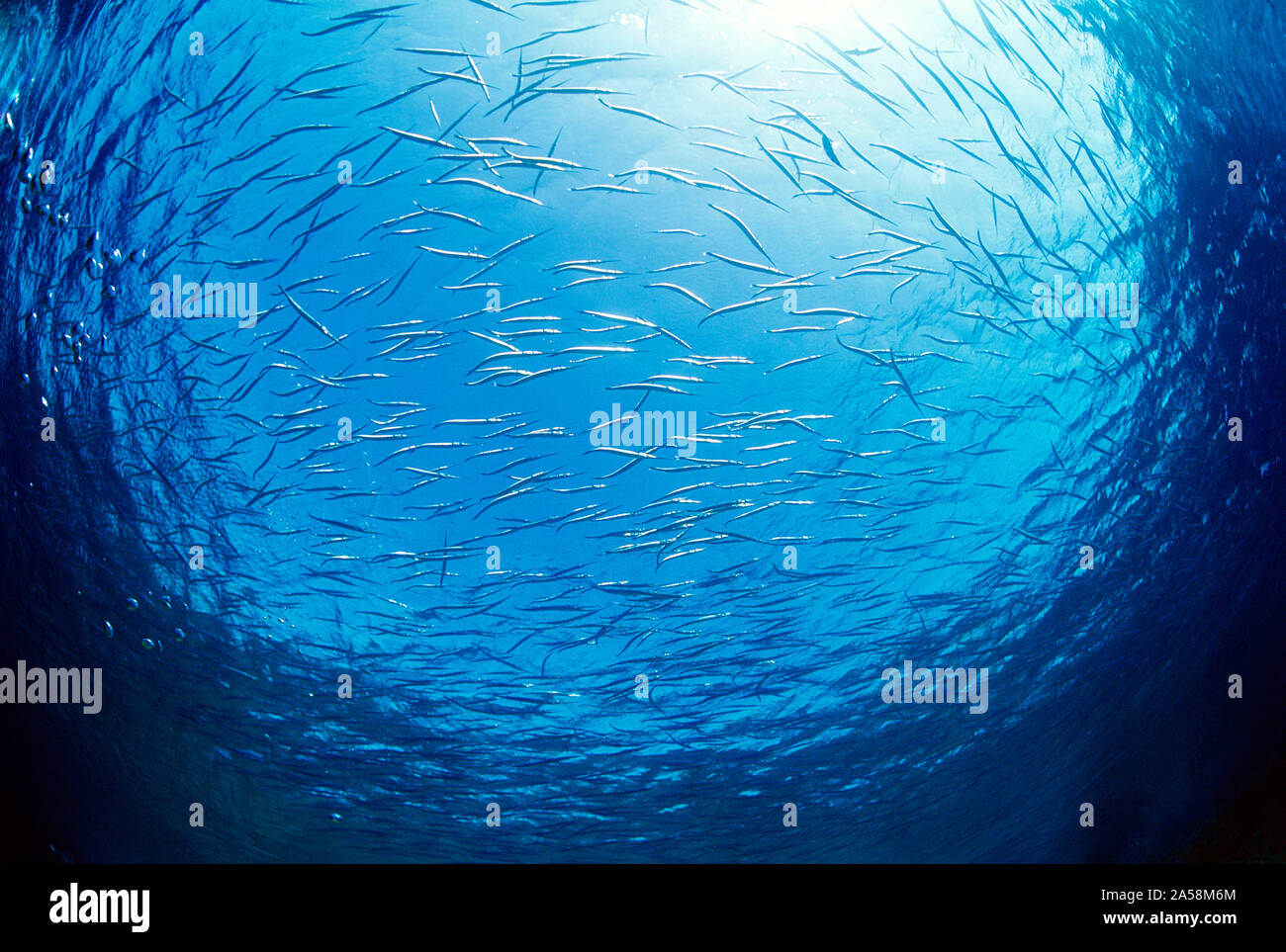 Ägypten. Das rote Meer. Tierwelt. Wirbelnde Schwarm von Nadel Fische. Stockfoto