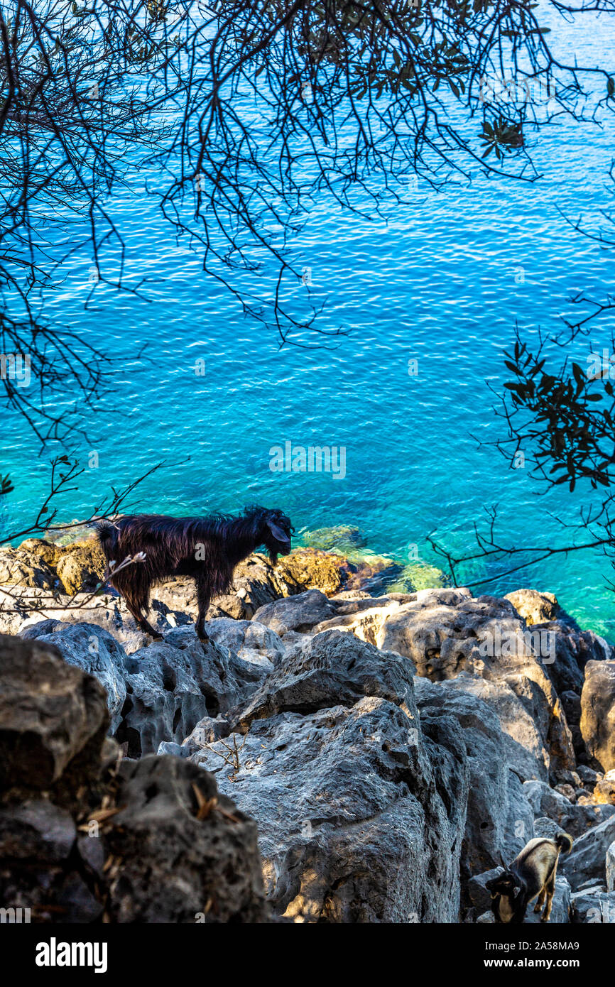 Bergziegen auf Karacaören Insel, Türkische Riviera, Türkei Stockfoto