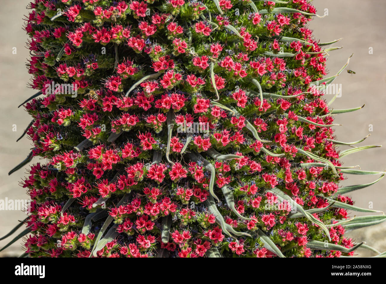 In der Nähe von wunderschönen Blume Tajinaste - Echium wildpreti. Die endemische Blume ist ein Symbol für den Teide Nationalpark. Wie ein guter Honig Werk, es ist eine Stockfoto