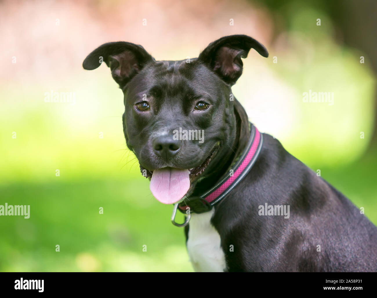 Eine schwarze und weiße Grube Stier Terrier Mischling Hund mit Schlappohren und einen glücklichen Ausdruck Stockfoto