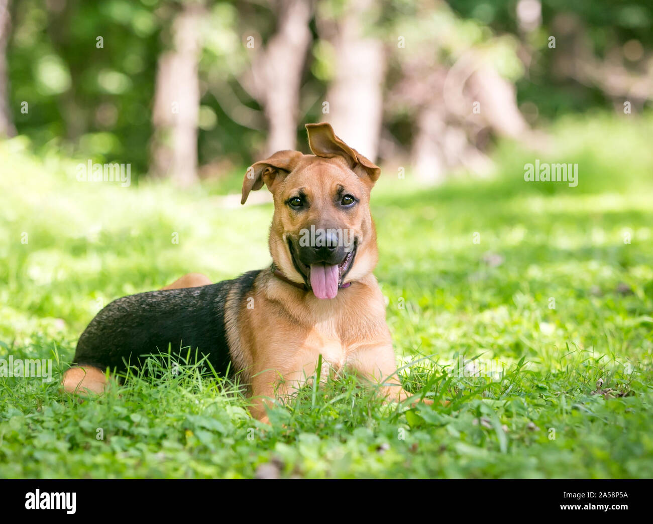 Ein Deutscher Schäferhund Welpe mit schlappohren im Gras liegend Stockfoto