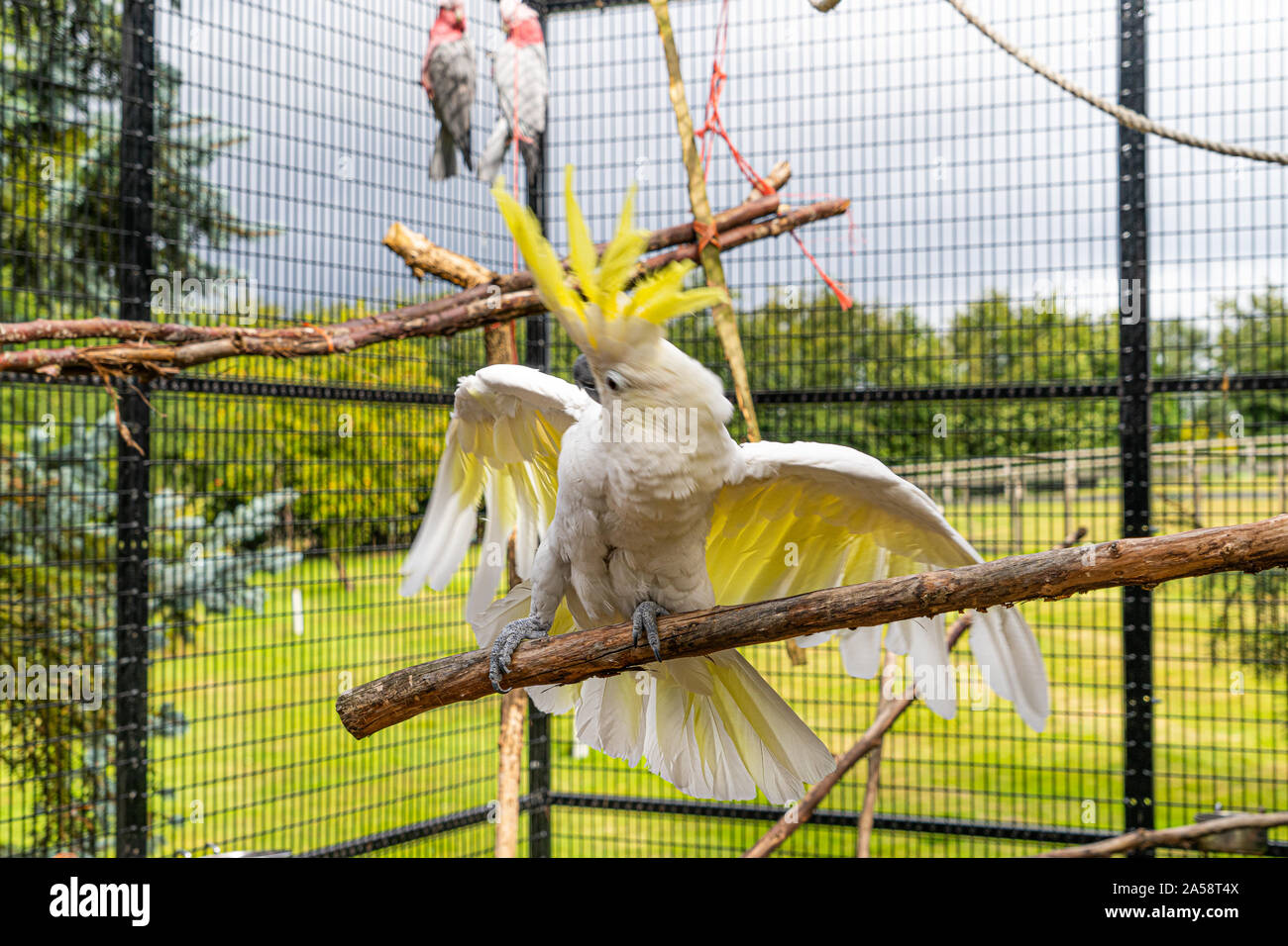 Gelbe Crested Cookatoo Parrot Nahaufnahme zeigt weiße Feder gelb Kopf federn Augen und Schnabel - Anzeige von Federn mit ausgebreiteten Flügeln Stockfoto