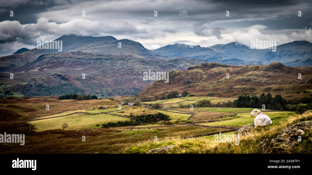 Ein einsames Schaf liegt thront auf einem Felsvorsprung mit Blick auf Birkerthwaite und Eskdale darüber hinaus. Stockfoto