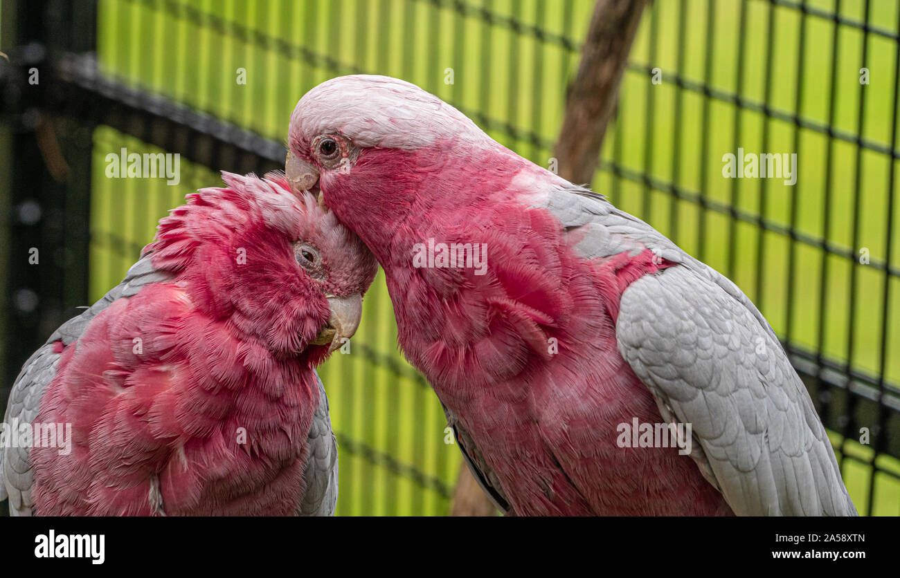 In der Nähe von Low Angle View der rosafarbenen und weißen Galah Galahs zeigen Kopf Gefieder federn Augen und Schnabel - gemeinsam miteinander, zärtlich Putzen, Stockfoto