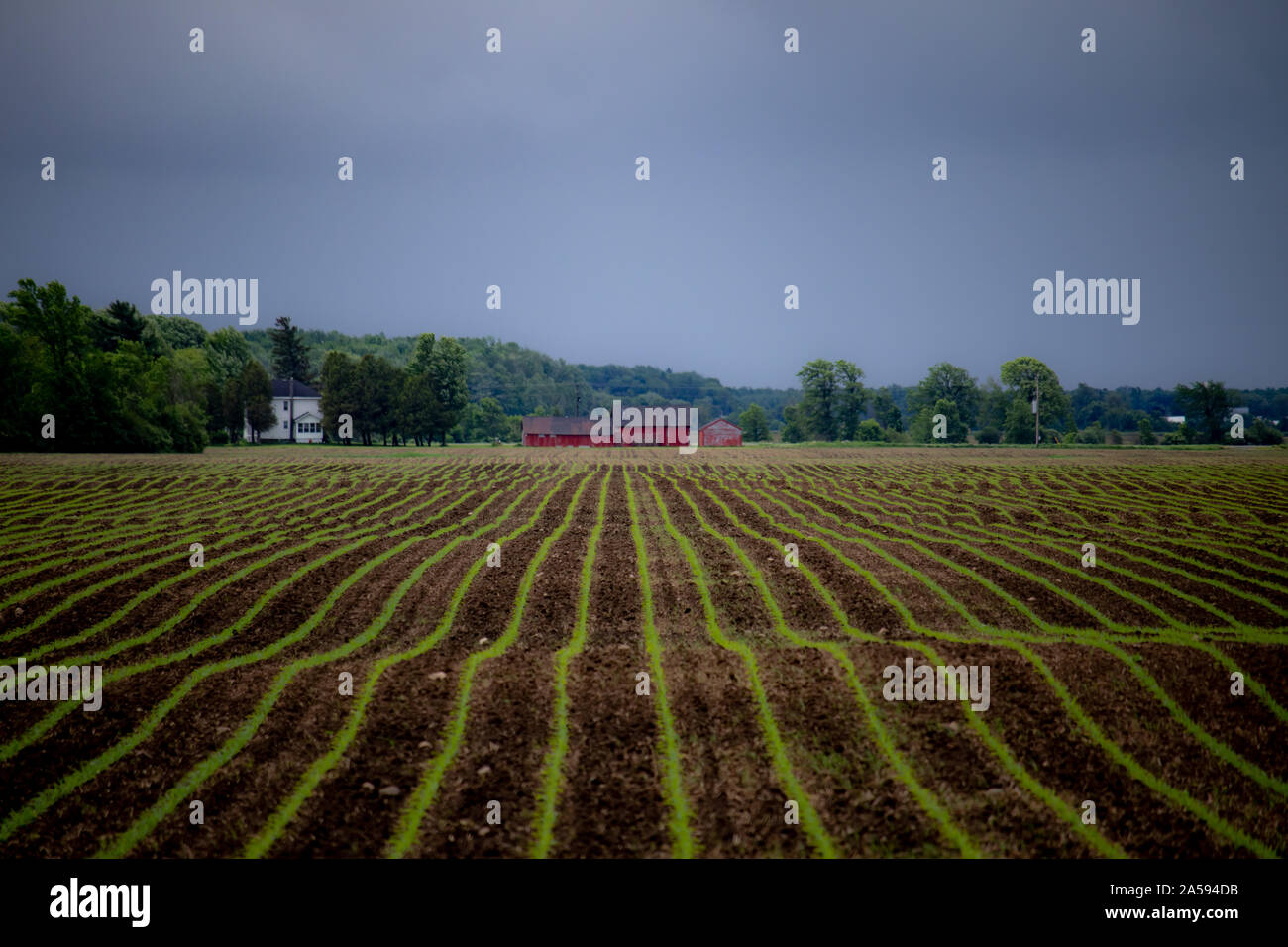 Kanadische Kulturpflanzen Stockfoto