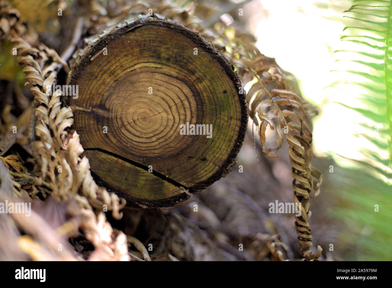 Nahaufnahme von Braun, totes Holz mit konzentrischen Kreisen und trocken Farne im Wald Hintergrund Stockfoto