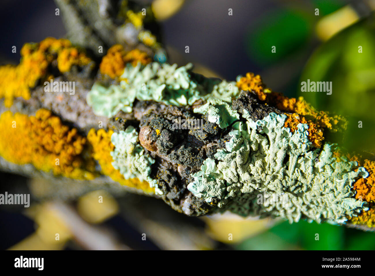 Gelb, Braun, Grün Moos wachsen auf alte Rose Bush Trunk in der Morgensonne Stockfoto