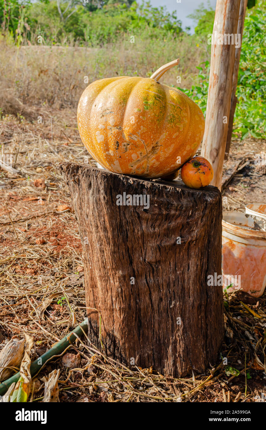 Gelbe reif Calabaza Kürbis auf Holz Stockfoto