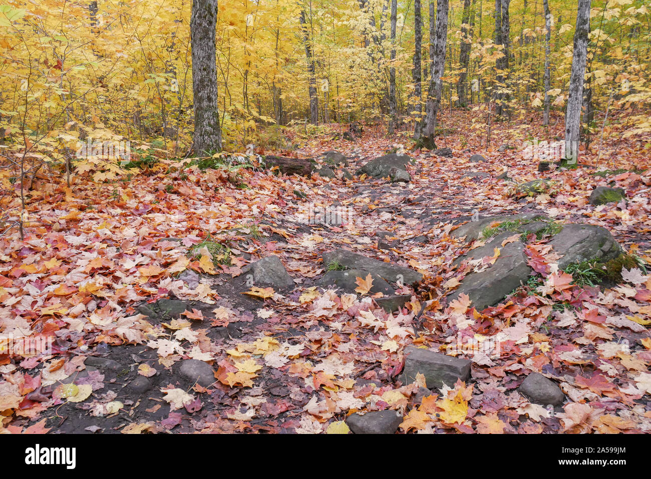 Eine felsige Wanderweg im Herbst Stockfoto