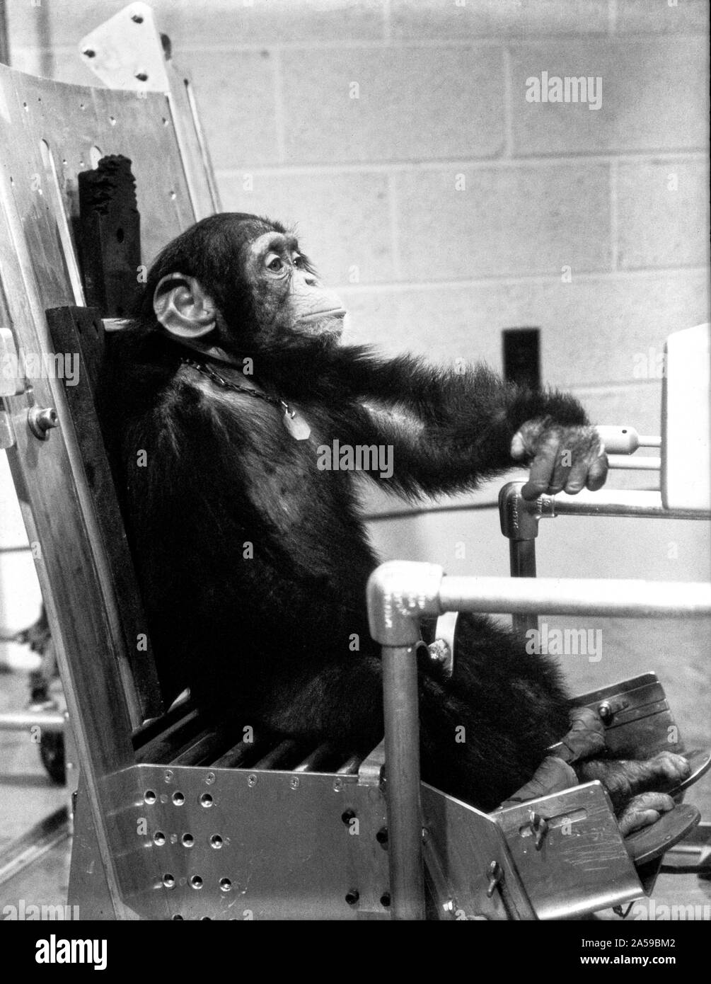 (31 Jan. 1961) - - - Schimpanse 'Ham' während des Preflight Aktivität mit einem seiner Handler vor der Mercury-Redstone 2 (MR-2) Test Flight, die am 31.01.1961, durchgeführt wurde. Stockfoto