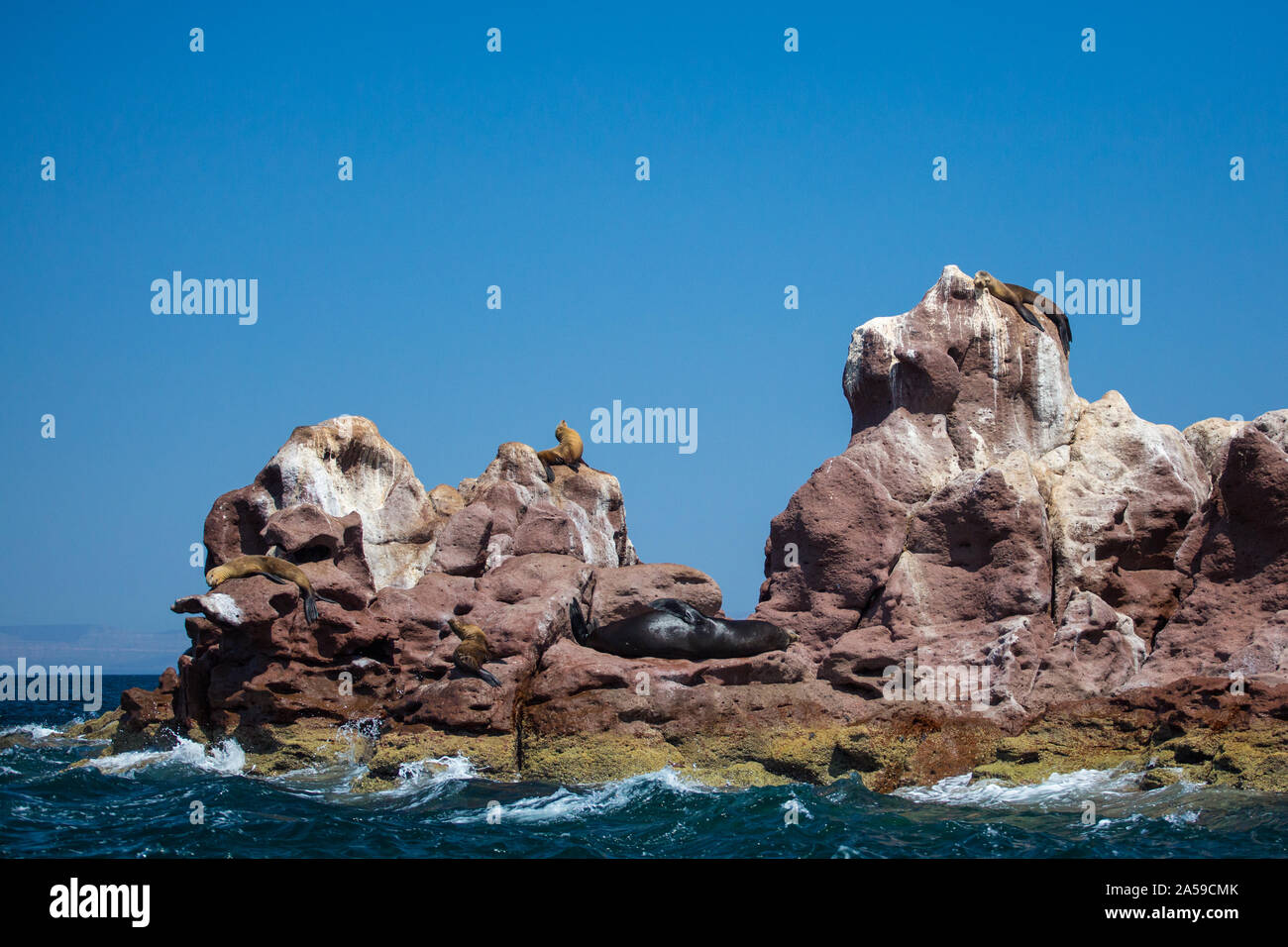 Seelöwen auf der Insel Espiritu Santo Stockfoto