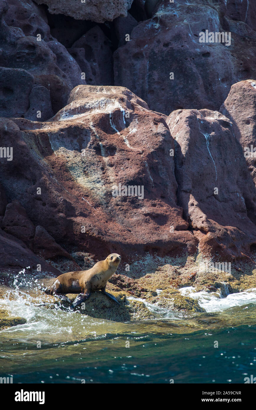 Seelöwen auf der Insel Espiritu Santo Stockfoto