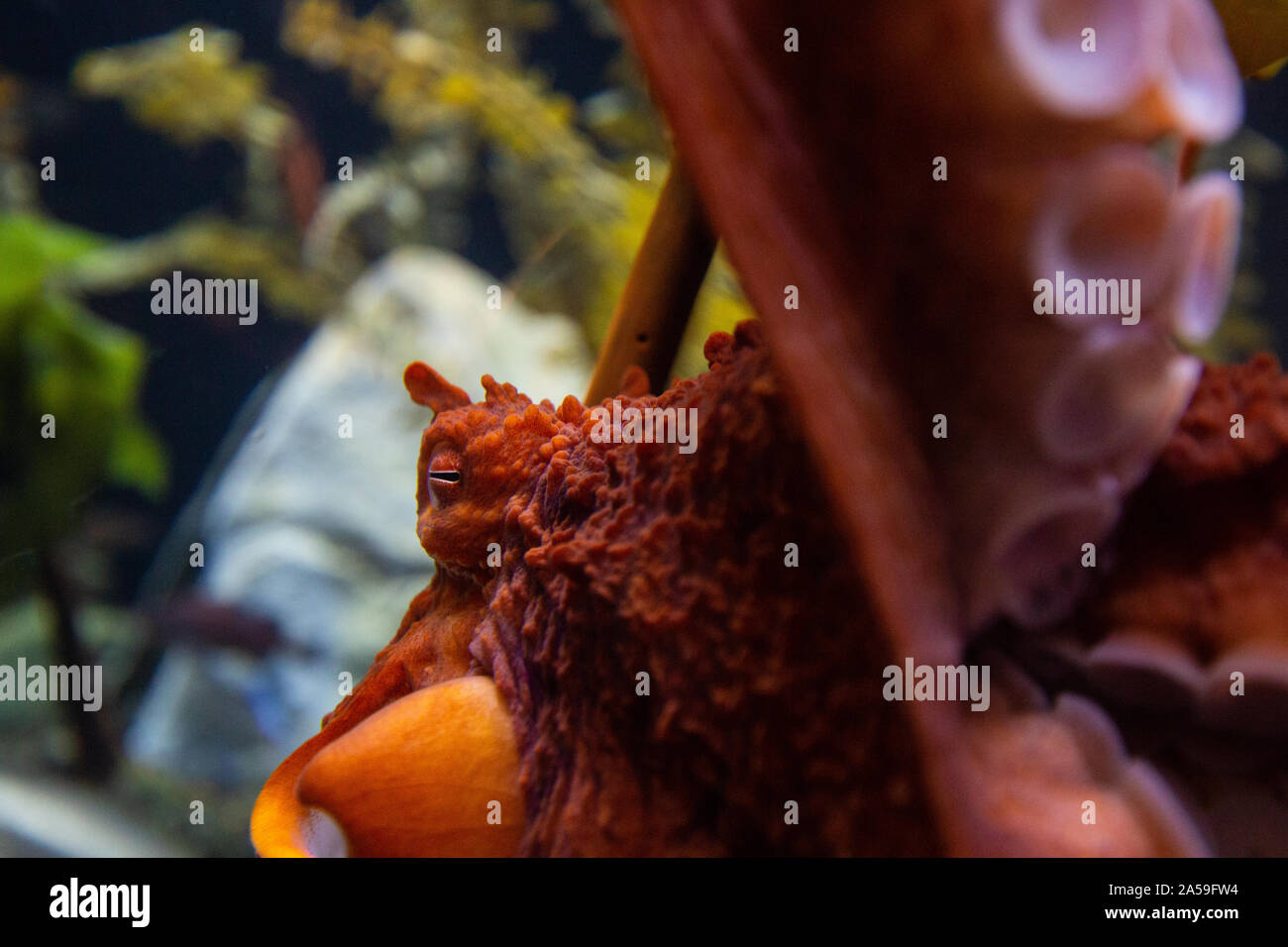 Red Giant Pacific Octopus aus nächster Nähe mit Tentakeln erreichen Stockfoto