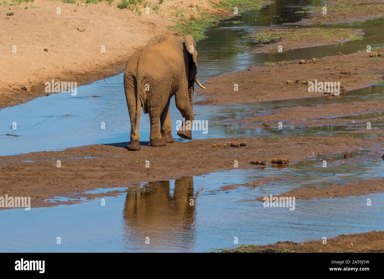 Ansicht von hinten mit einem Spiegelbild im Wasser des Luvuvhu Fluss eines Afrikanischen Elefanten gehen bis stream Bild mit Kopie Raum Stockfoto