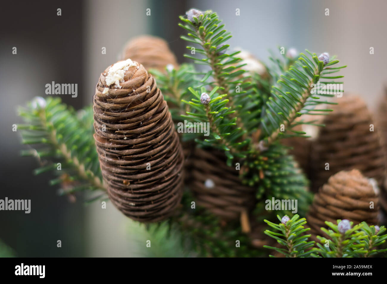 Reife Zapfen der Koreanischen Tanne (Abies koreana) mit Harz Stockfoto