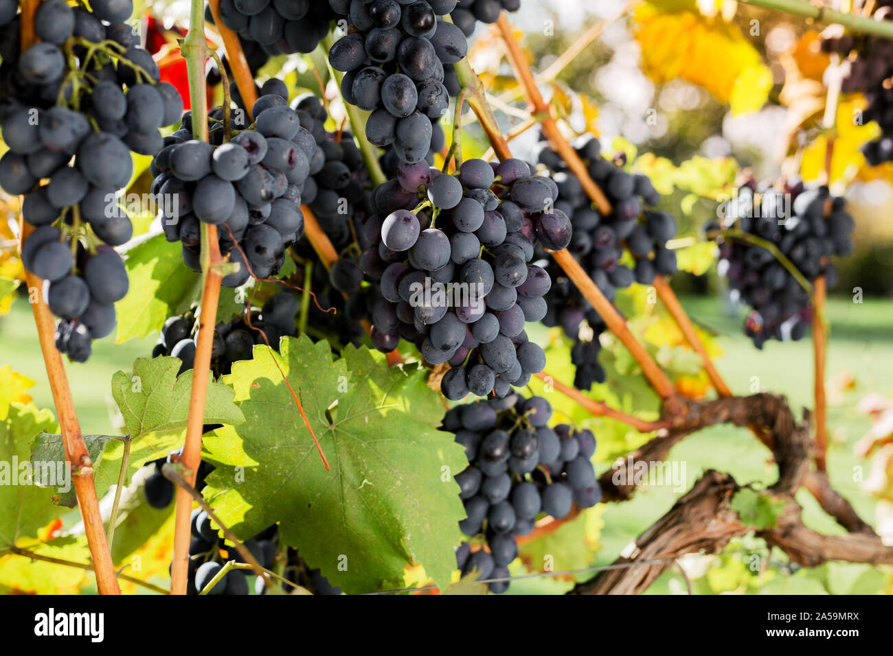 Reife Trauben von schwarzen Trauben am Weinstock im Freien. Herbst Trauben Ernte im Weinberg für die Herstellung von Wein. Cabernet Sauvignon, Merlot, Pinot Noir, Sangiovese Stockfoto