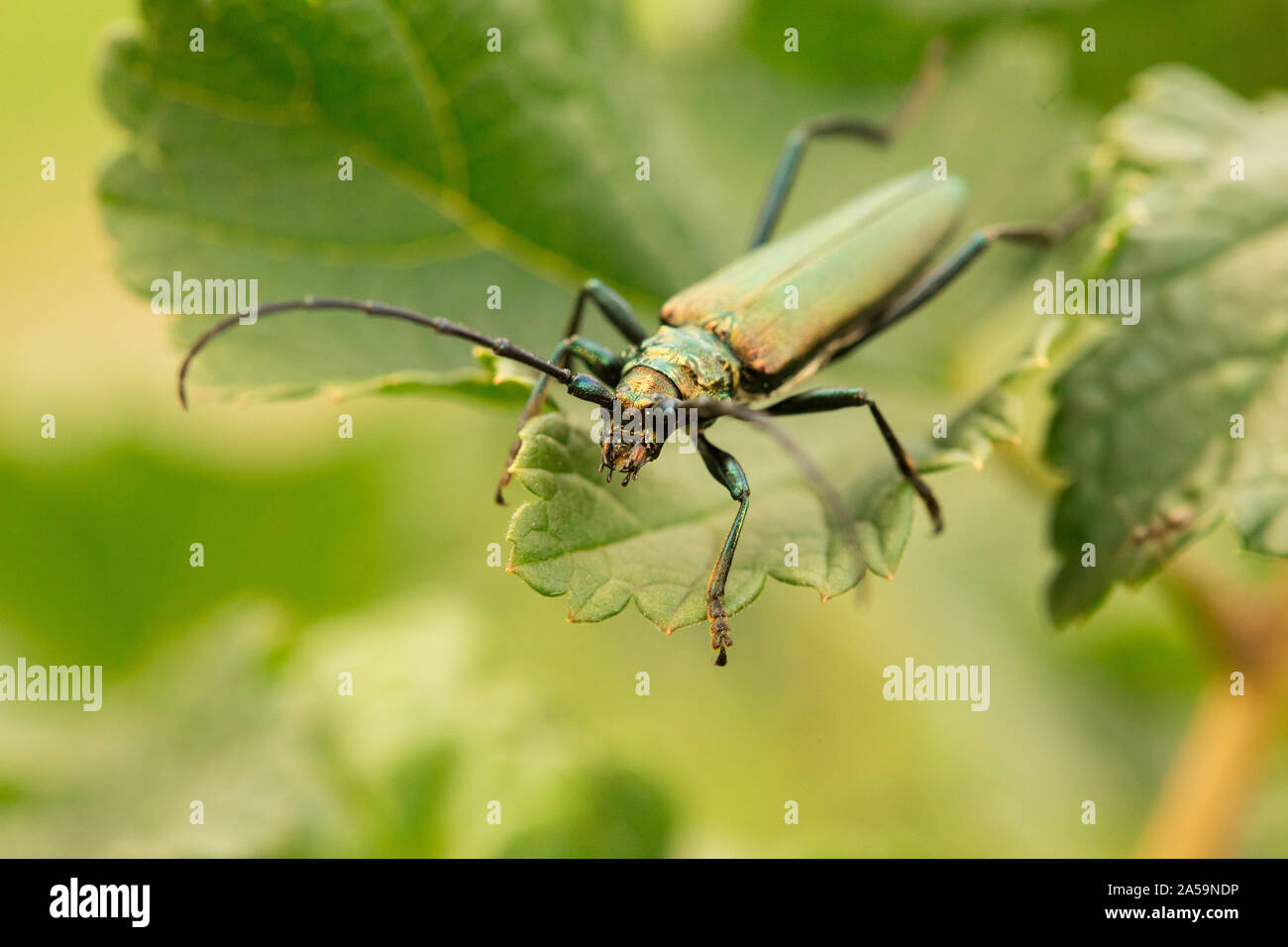 Aromia moschata Longhorn Beetle auf grüne Blätter Posing, big Moschus Käfer mit langen Antennen und wunderschön grünlich metallischer Körper, schönen Sommer Stockfoto