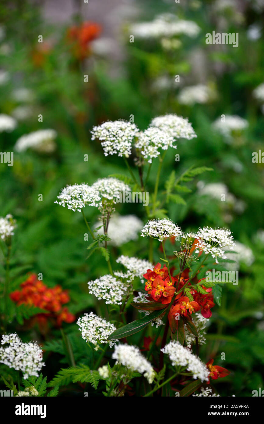 Euphorbia griffithii fireglow, anthriscus sylvestris, Kuh Petersilie, Weiß, Orange, Blumen, Blume, Blüte, Kombination, Bepflanzung, Frühling, RM, Blumen-, Stockfoto