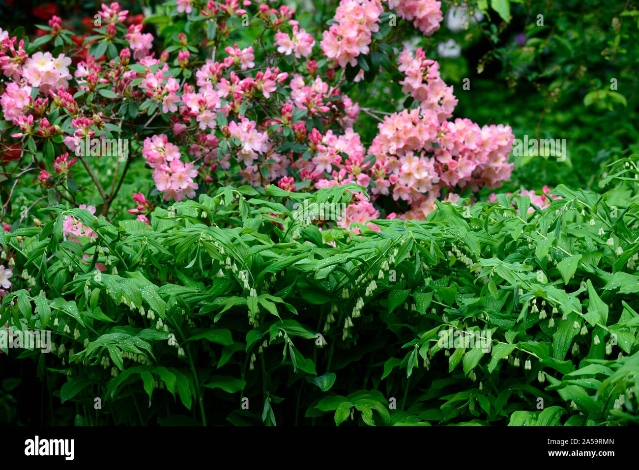 Bell biflorum, solomons Dichtung, Azalee, Rosa, Koralle, Weiß, Blumen, Blüte, Bepflanzung, Schatten, Schatten, Schatten, Garten, RM Floral Stockfoto