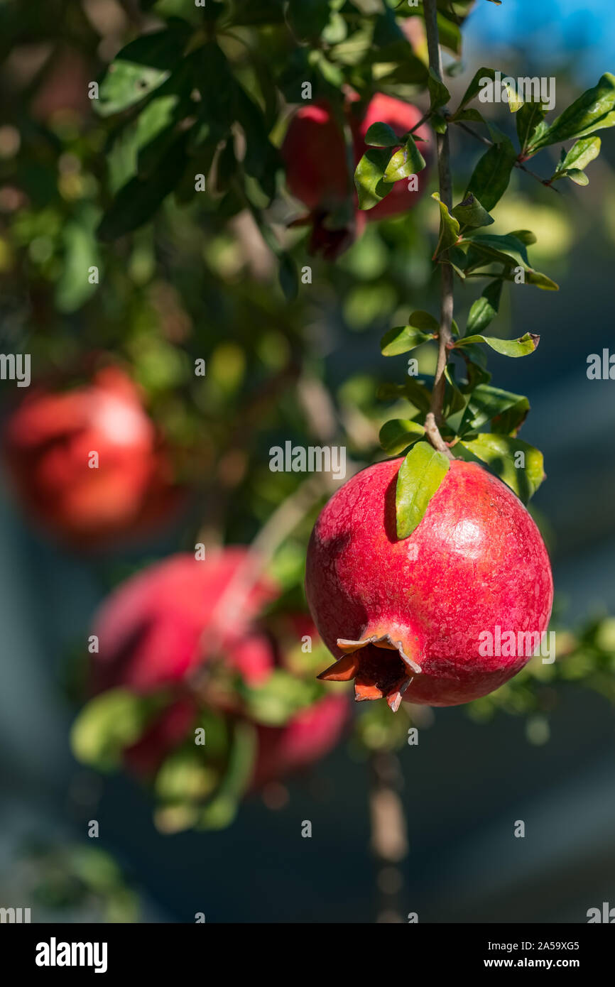 Reifer Granatapfel Obst auf einem Ast Stockfoto