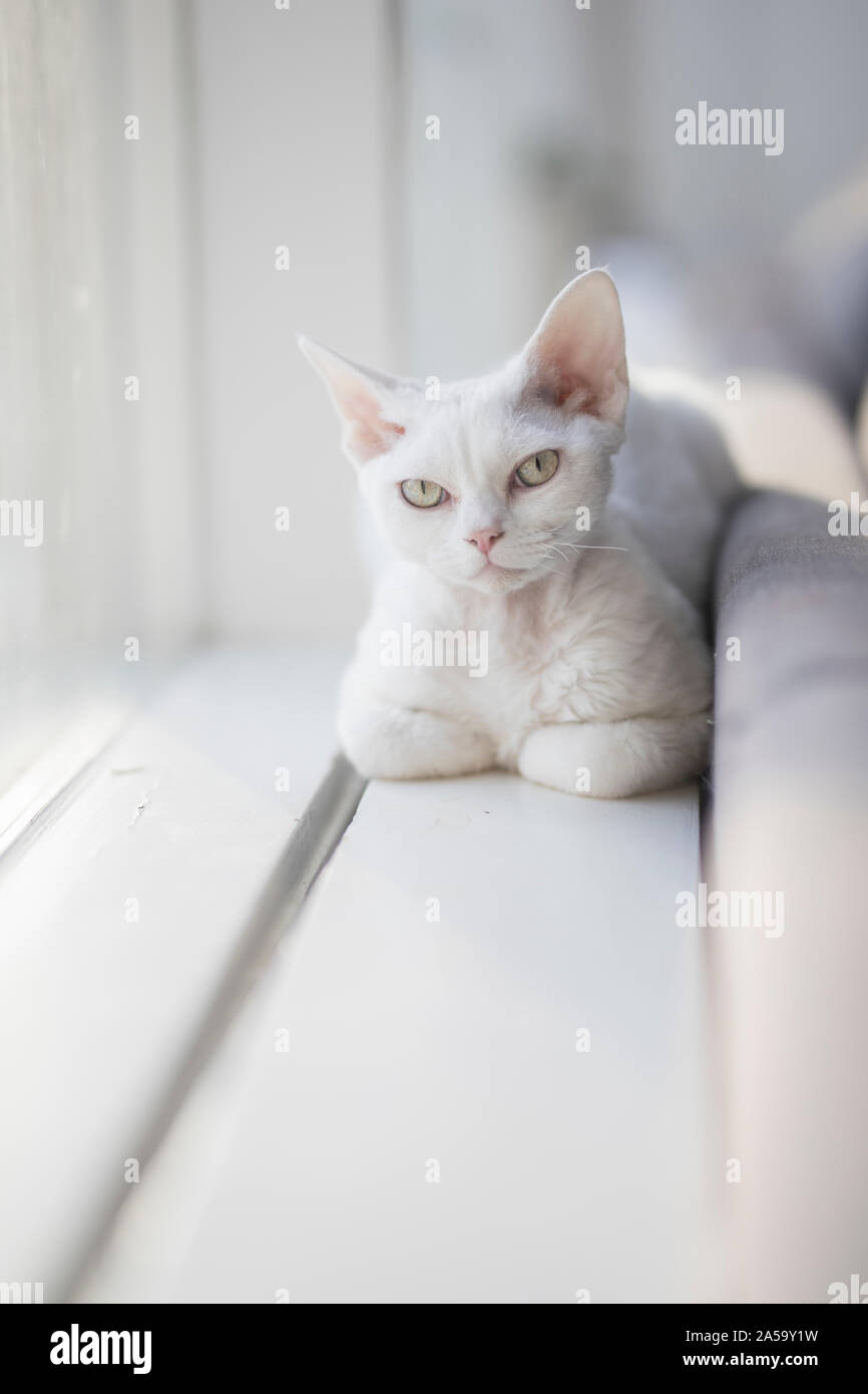 Eine junge weiße Devon Rex ist mit Blick auf den Betrachter. Das Kätzchen entspannt, und sie ist in natürlichen Fenster Licht mit einer geringen Tiefenschärfe fotografiert. T Stockfoto