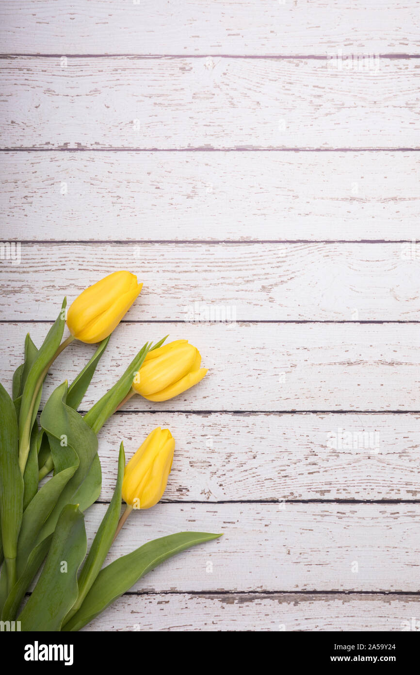 Tulpen liegen flach Perspektive von oben gesehen. Die gelben Blüten sind auf einem weißen rustikalen Holztisch. Der schöne Frühling Blumen schmücken eine e Stockfoto